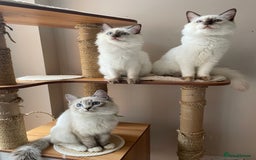 Ragdoll cats for sale: Ragdoll kittens from Moonliteyecats  - Image 1