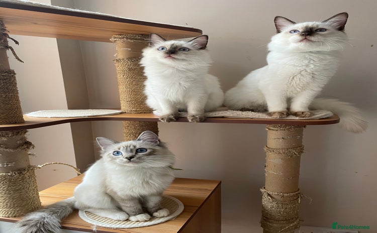 Ragdoll cats - Advert 1