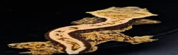 Gecko reptiles for sale: Beautiful Crested Geckos ready for new homes  - Advert 1