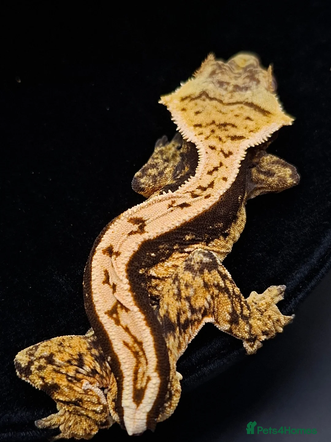 Gecko reptiles for sale: Beautiful Crested Geckos ready for new homes  - Advert 1