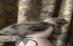 Border Collie dogs for sale: Merle border collies - Advert 7