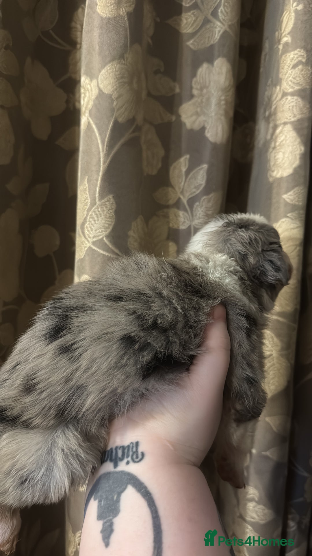 Border Collie dogs for sale: Merle border collies - Advert 7