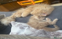 Persian cats for sale: Himalayan Persian cats - Image 8