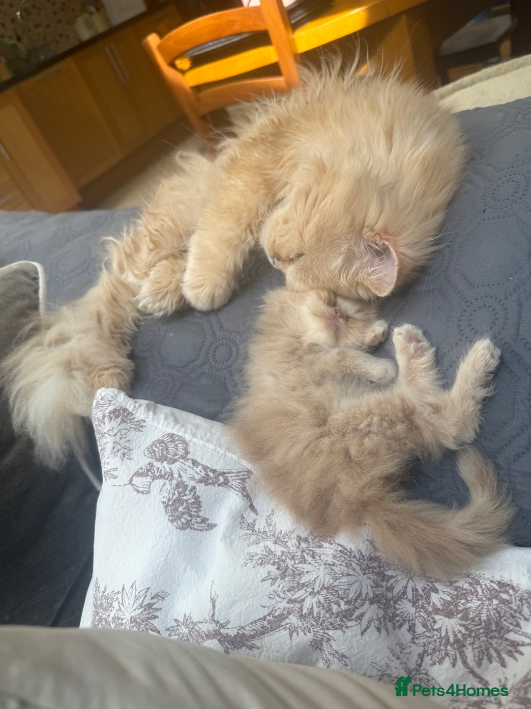 Persian cats for sale: Himalayan Persian cats - Image 8