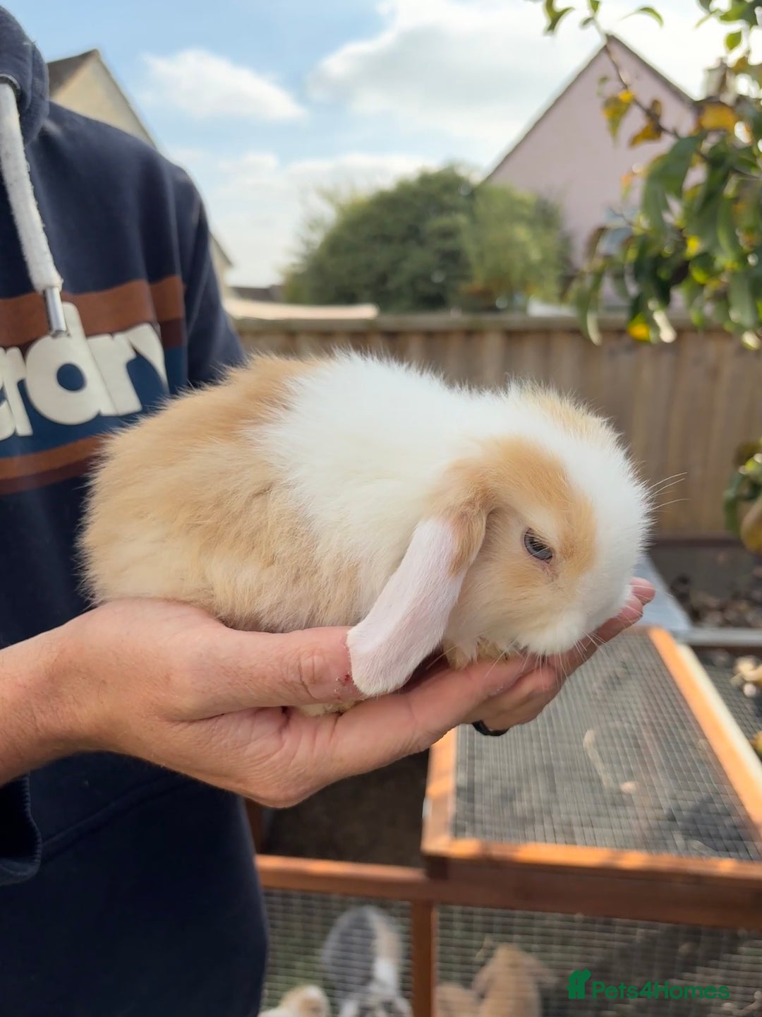 Mini Lop rabbits for sale: Gorgeous Mini Lop Bunny Rabbits - Image 16