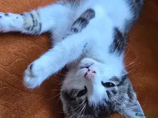 Mixed Breed cats Lovely, healthy, playful kittens - Advert 5
