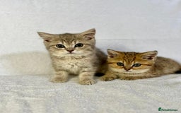 British Shorthair cats for sale: 🐾 Purebred BSH kittens🐾 - Image 23