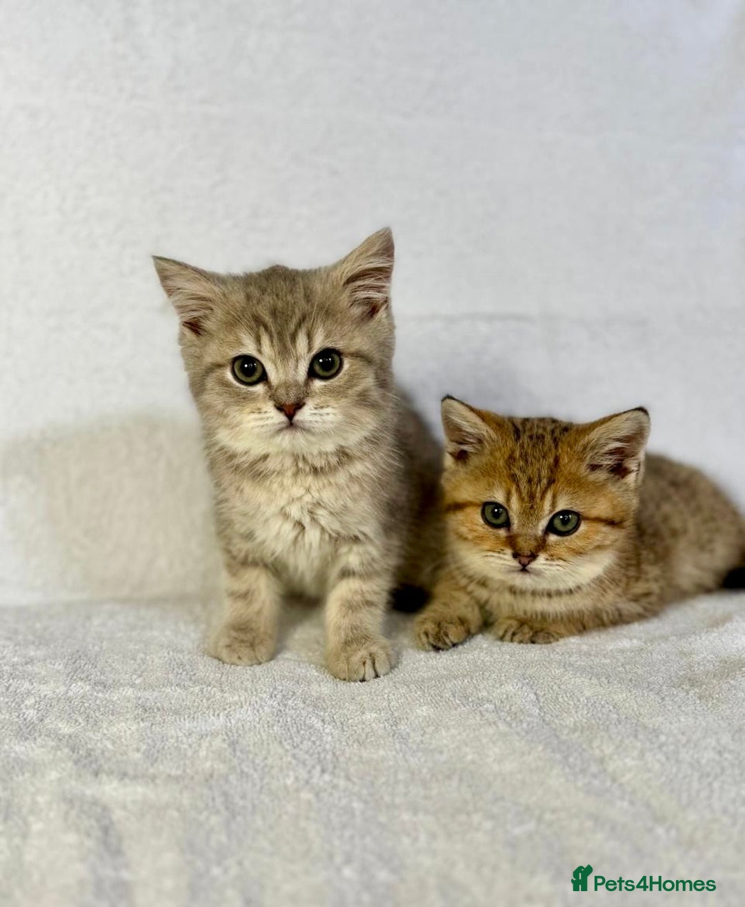 British Shorthair cats for sale: 🐾 Purebred BSH kittens🐾 - Image 23