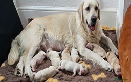 Golden Retriever dogs for sale: Golden Retriever Puppies - you will Fall in love  - Image 34