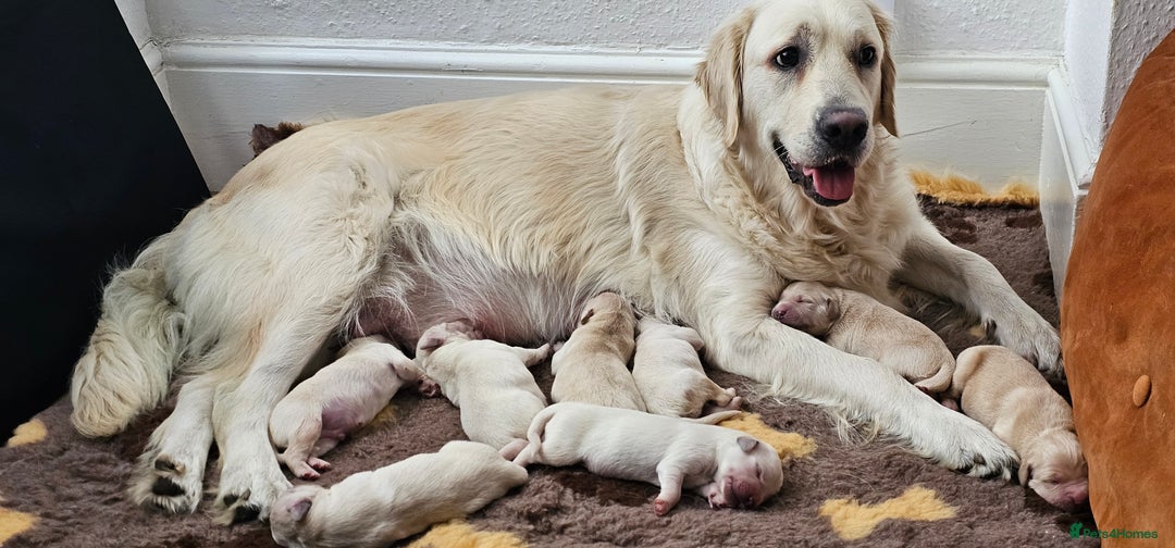 Golden Retriever dogs for sale: Golden Retriever Puppies - you will Fall in love  - Image 34