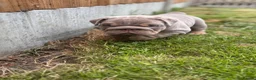 English Bulldog dogs for sale: English bulldog pups toilet trained see video 💙 - Advert 2