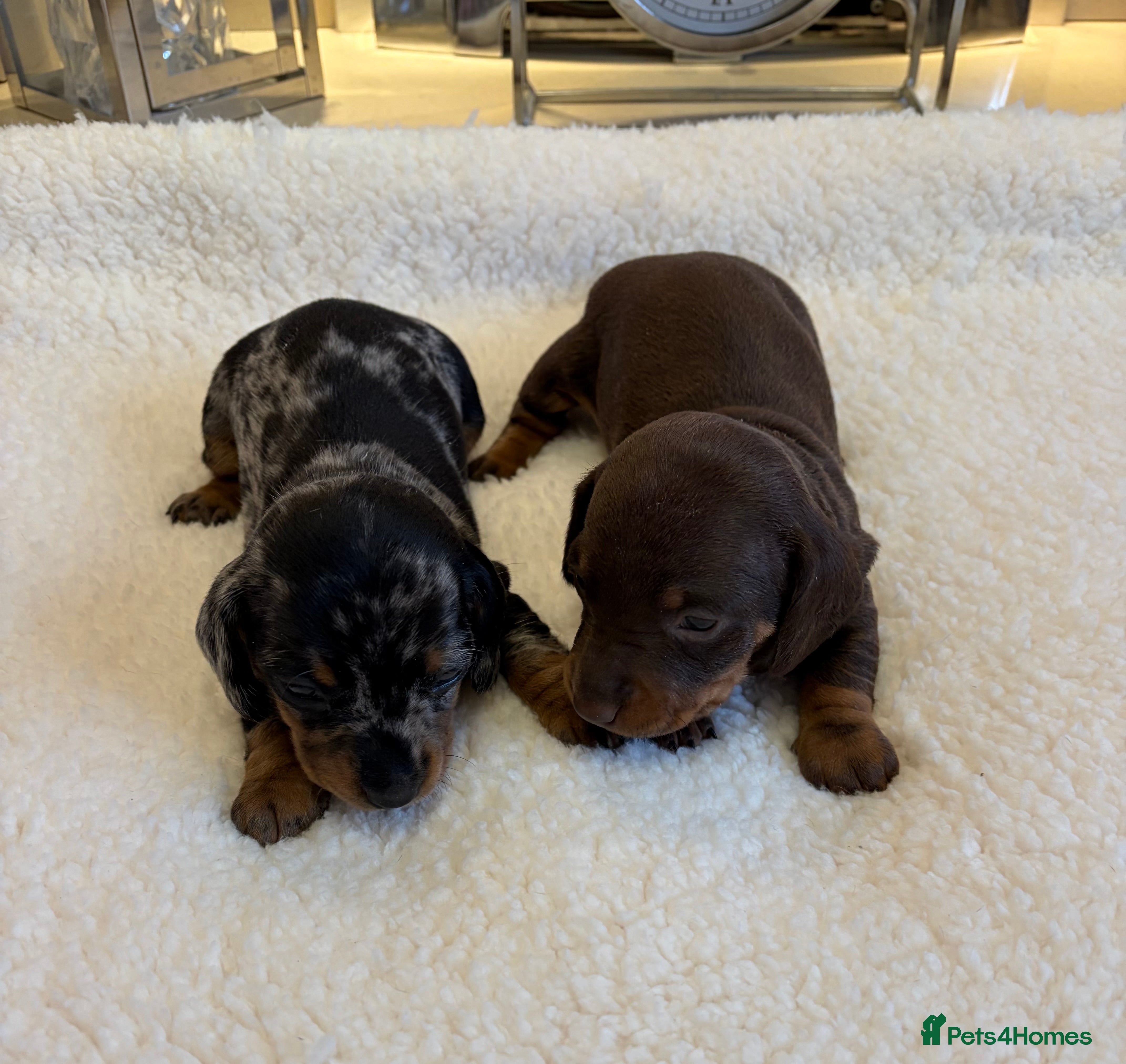 Miniature Dachshund dogs Rainbow minture dacshund babies  - Advert 1