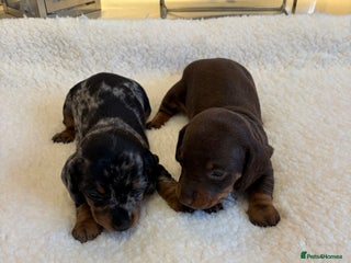 Miniature Dachshund dogs Rainbow minture dacshund babies - Advert 13