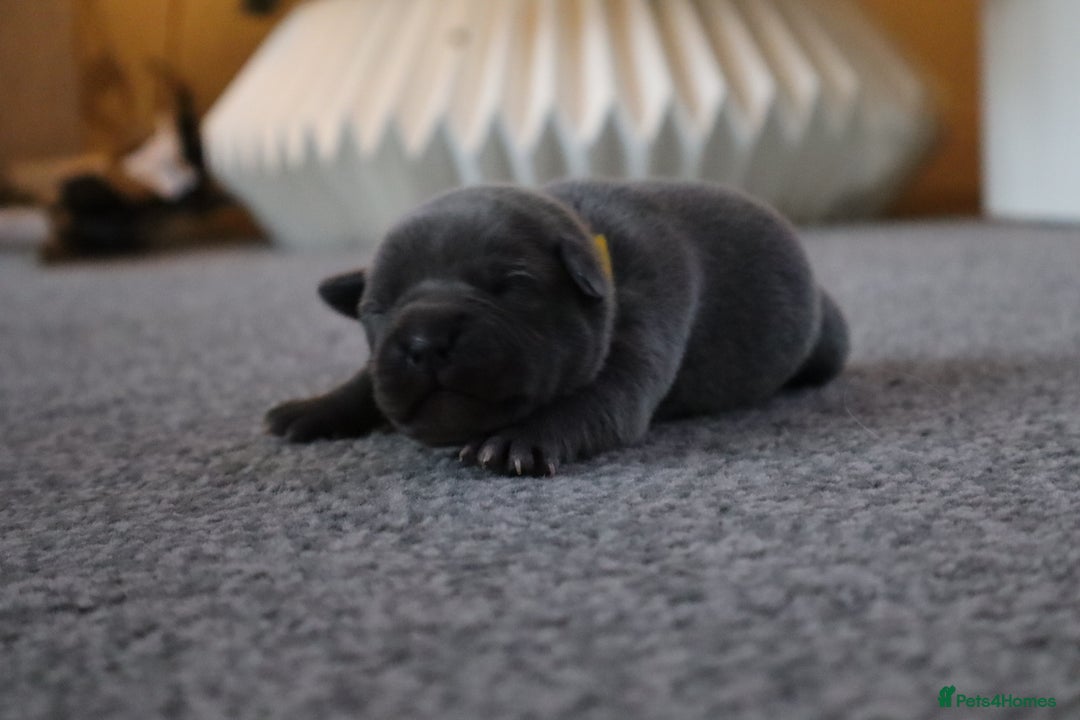 Staffordshire Bull Terrier dogs for sale: 6 blue Staffordshire bullterrier puppies for sale  - Advert 21
