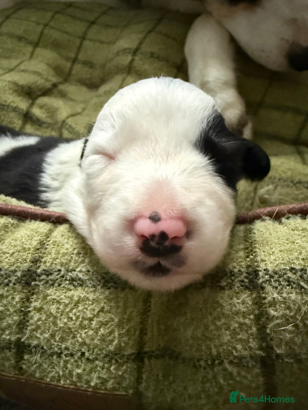 Border Collie dogs for sale: Border collie puppies seeking working/active homes - Advert 7