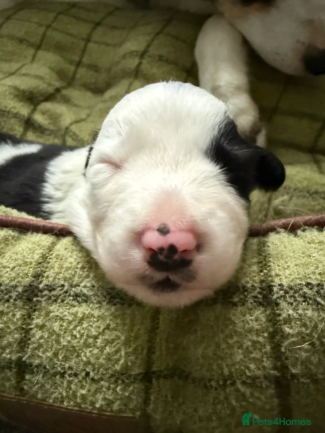 Border Collie dogs for sale: Border collie puppies seeking working/active homes - Advert 12