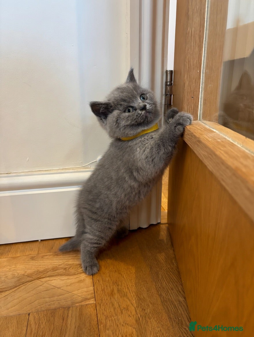 British Shorthair cats Gorgeous British Blue Kittens GCCF  - Advert 2