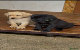 Labrador Retriever dogs for sale: IGL Champion × Top Irish Bitch Ready Mid–End Aug - Image 2