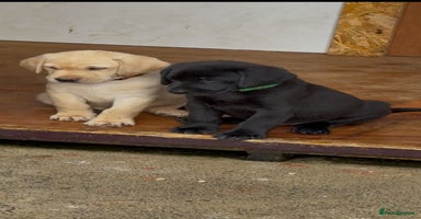 Labrador Retriever dogs - Advert 2