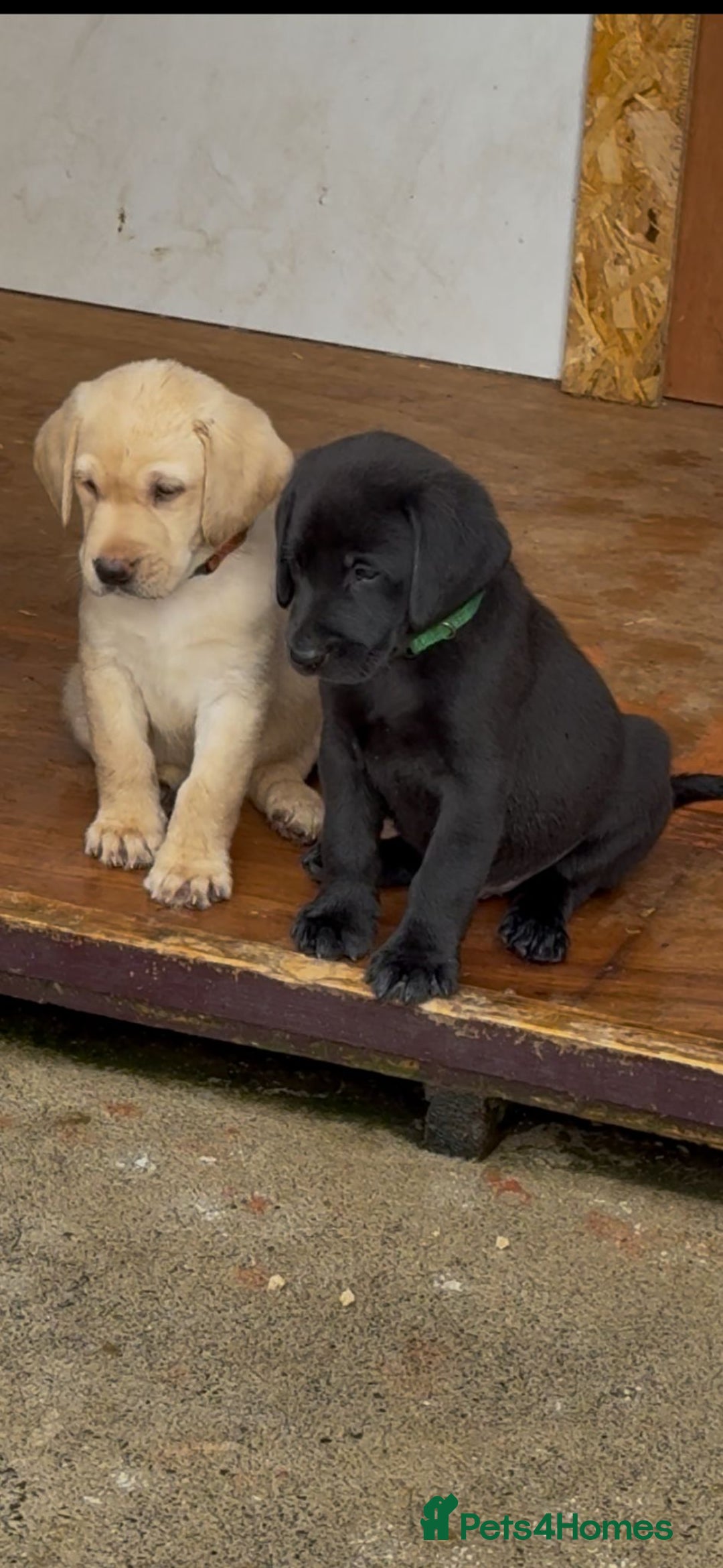 Labrador Retriever dogs for sale: IGL Champion × Top Irish Bitch Ready Mid–End Aug - Image 2