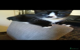 Mixed Breed cats for sale: Two beautiful kittens  - Image 3