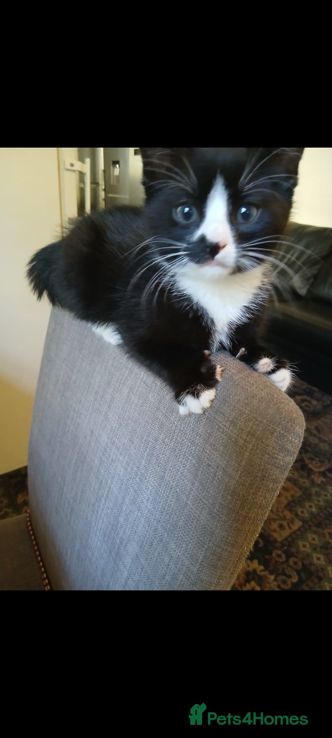 Mixed Breed cats for sale: Two beautiful kittens  - Image 3