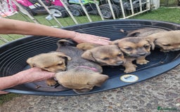 Mixed Breed dogs for sale: mixed breed 4 boys and 2 girls - Image 18