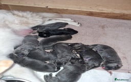 German Shepherd dogs for sale:  kc,health tested straight back german shepherd - Image 6