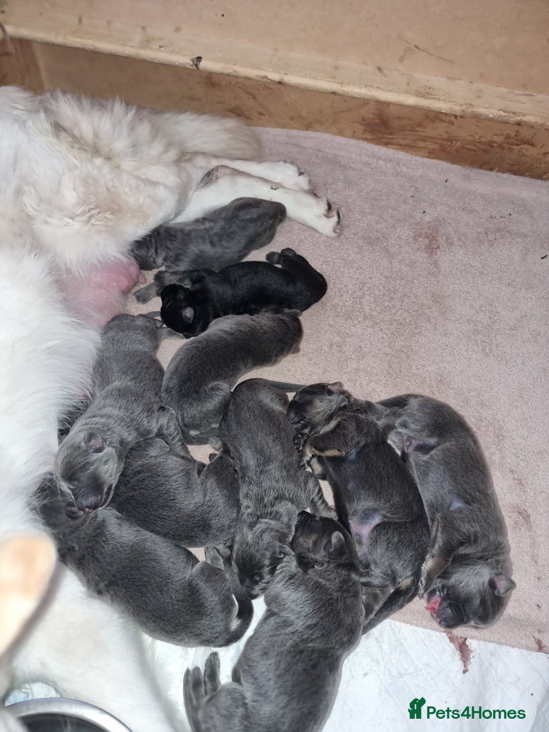 German Shepherd dogs for sale:  kc,health tested straight back german shepherd - Image 6