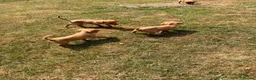 Cockerdor dogs for sale: Working Cockerdor Puppies  - Advert 6