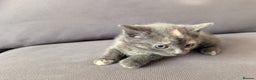 Domestic Shorthair cats for sale: Adorable domestic shorthair kittens, ready to go - Advert 17