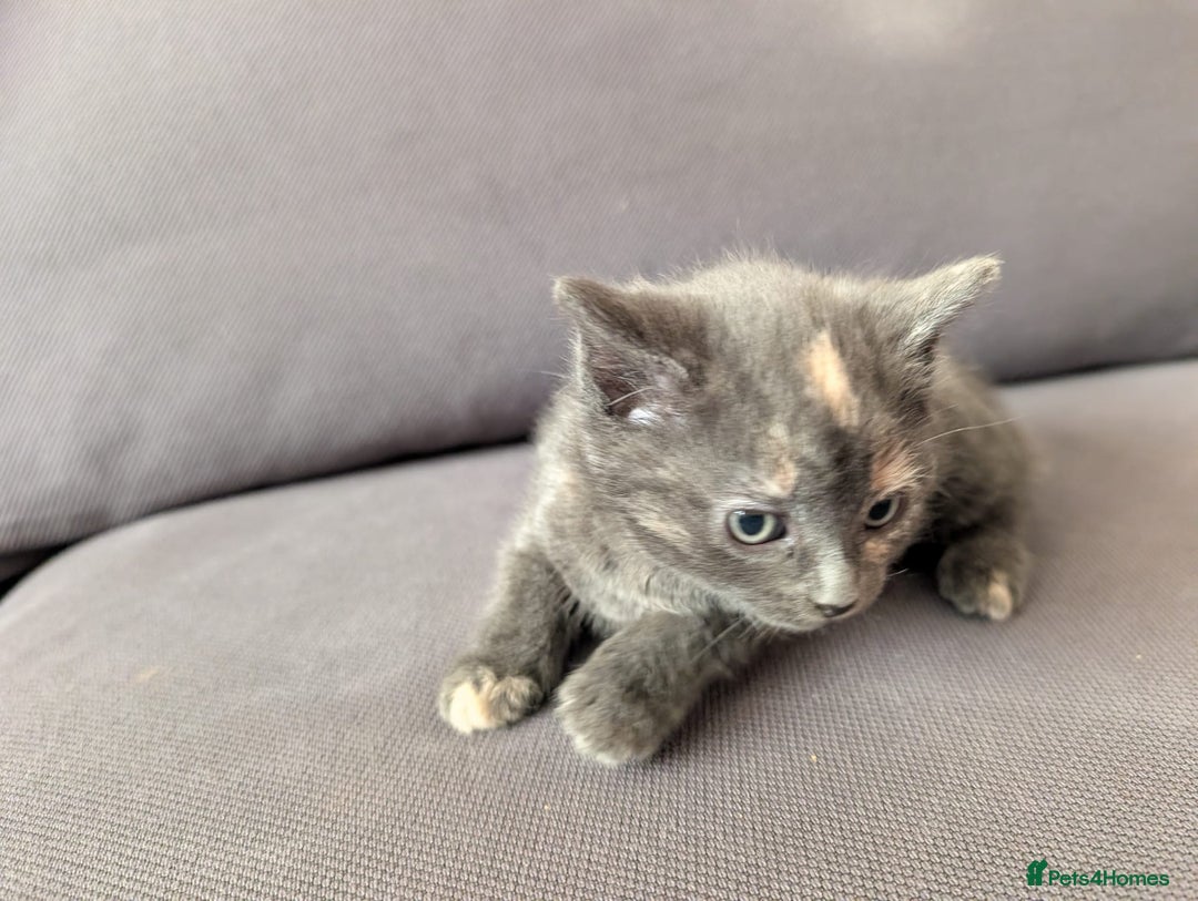 Domestic Shorthair cats for sale: Adorable domestic shorthair kittens, ready to go - Advert 17