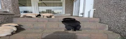 Labrador Retriever dogs for sale: Seven Week old Labrador Pups in Aberdeen - Advert 8