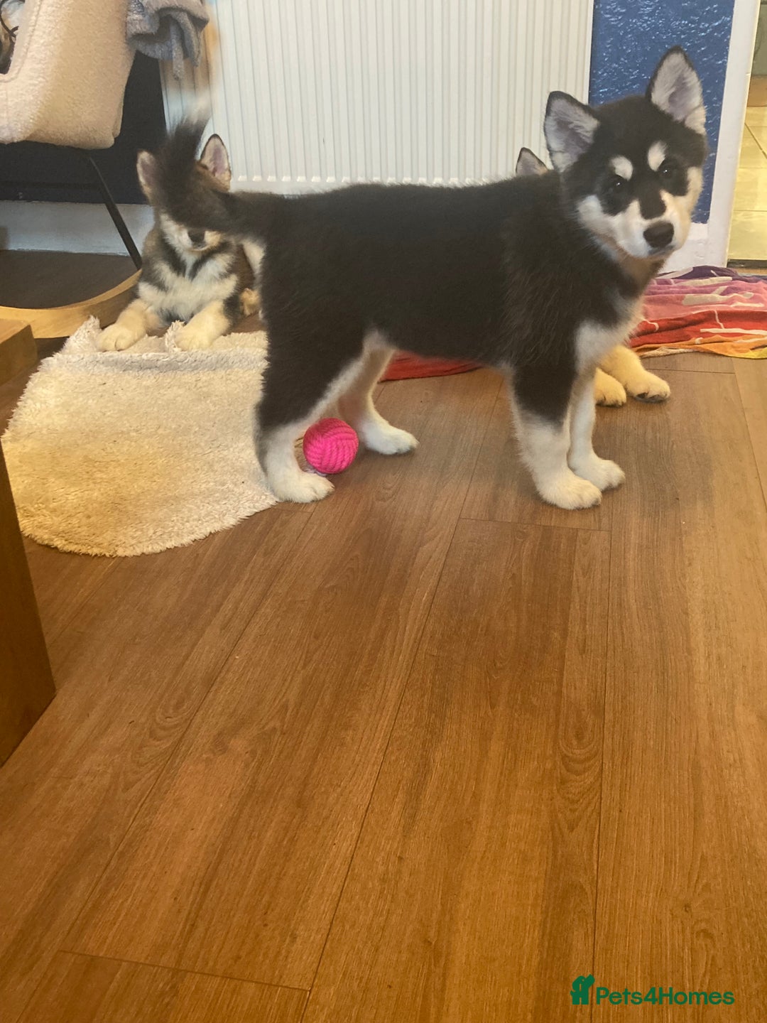 Alaskan Malamute dogs for sale: Alsaskan malamute puppies  - Advert 3