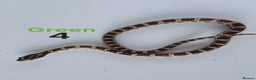 Corn Snake reptiles for sale: Baby Cornsnakes  - Advert 8