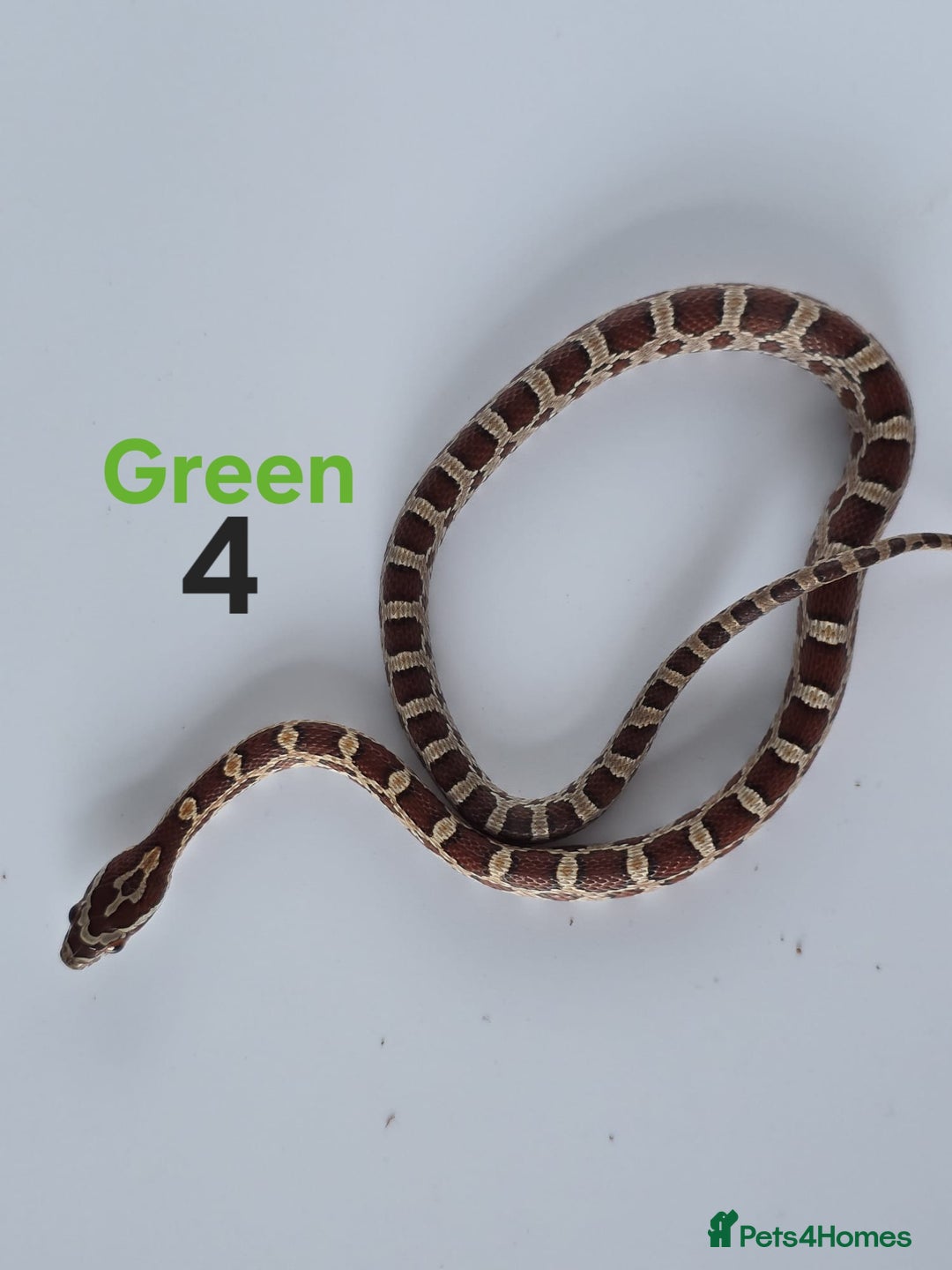 Corn Snake reptiles for sale: Baby Cornsnakes  - Advert 8