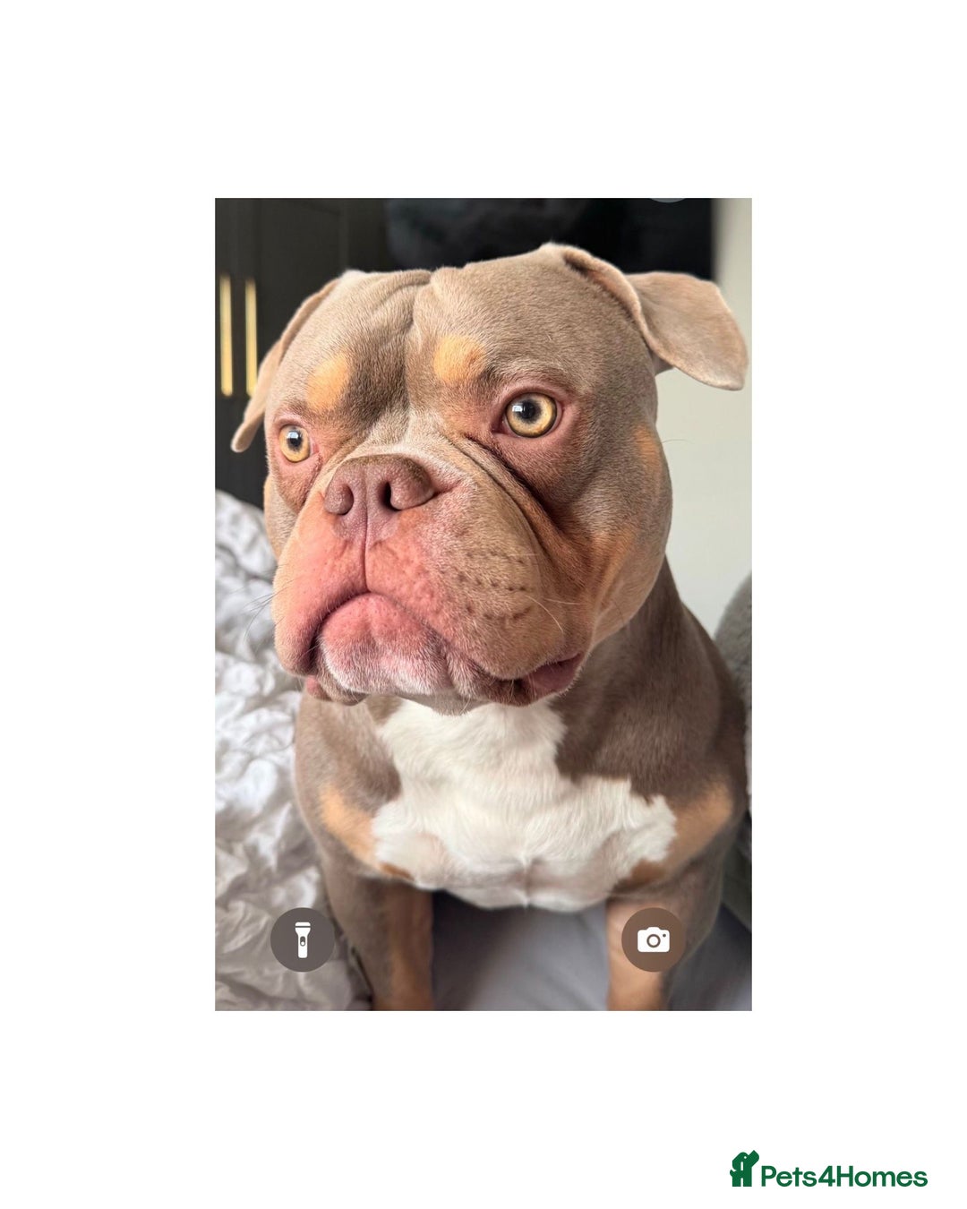 American Bully dogs for stud: American Pocket bully tri lilac  - Advert 1