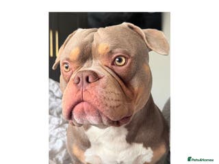 American Bully dogs American Pocket bully tri lilac - Advert 15