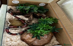 Milk Snake reptiles for sale: Healthy 10 year old Mexican milk snake - Image 1