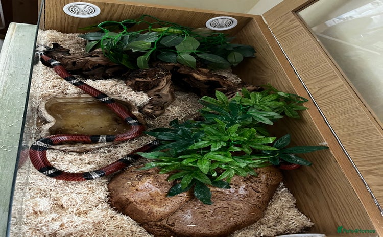 Milk Snake reptiles - Advert 1