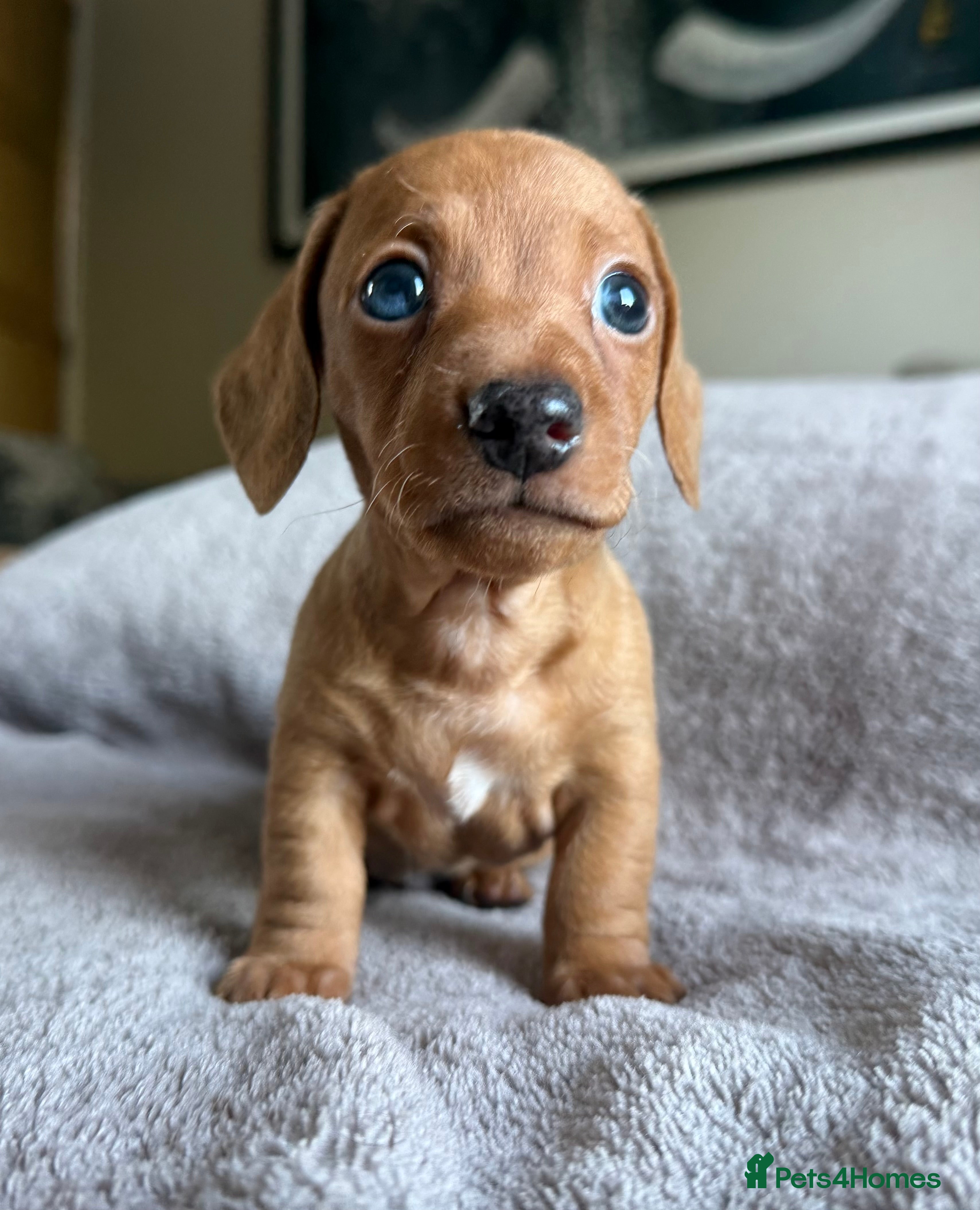 Miniature Dachshund dogs KC Registered Miniature Dachshund’s  - Advert 1