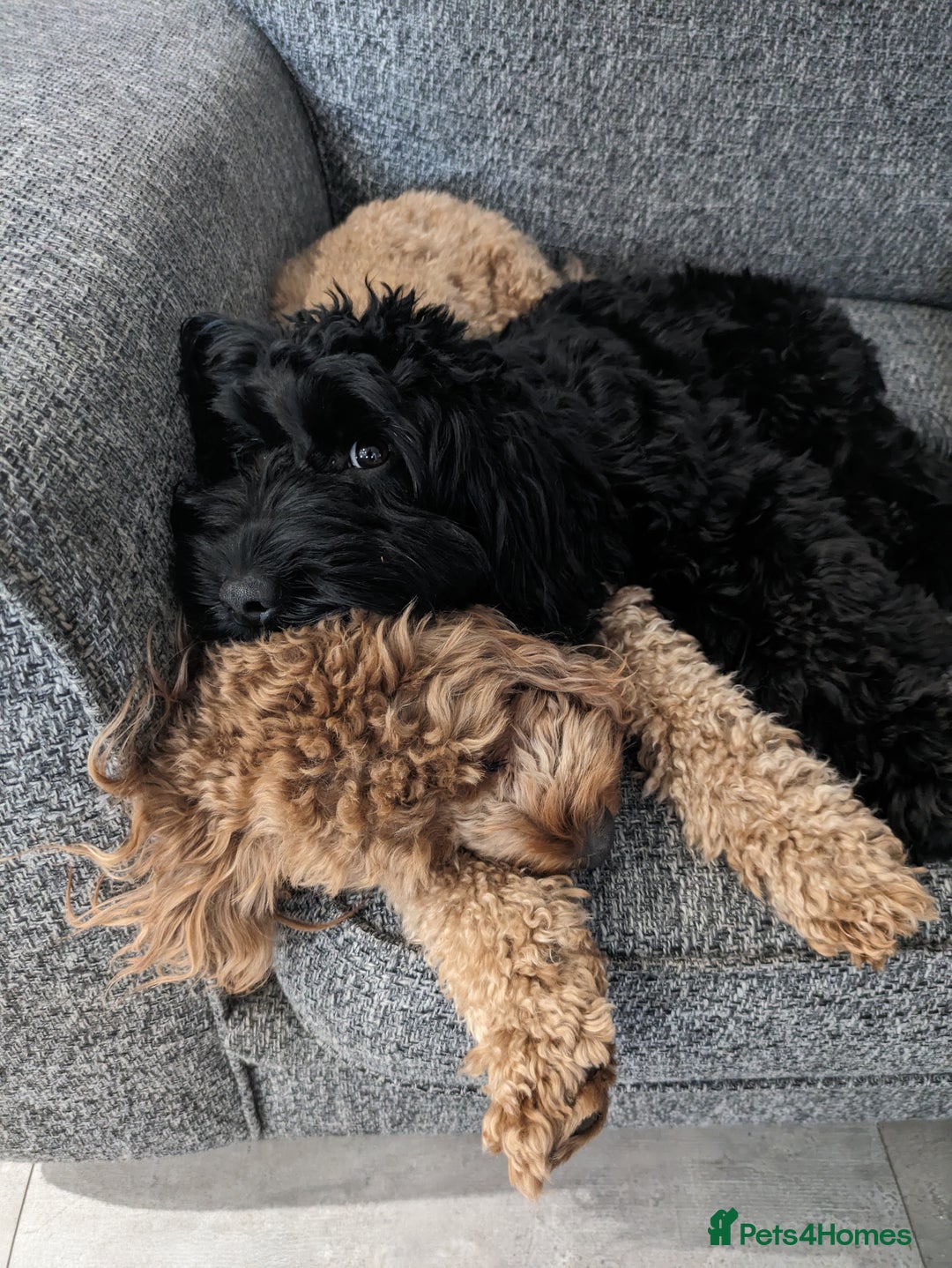 Cockapoo dogs for sale: ⭐Cockapoo beauties born to steal hearts⭐ - Advert 1