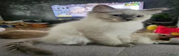 Ragdoll cats for sale: ❤️Beautiful RAGDOLL KITTEN ❤️ - Advert 3
