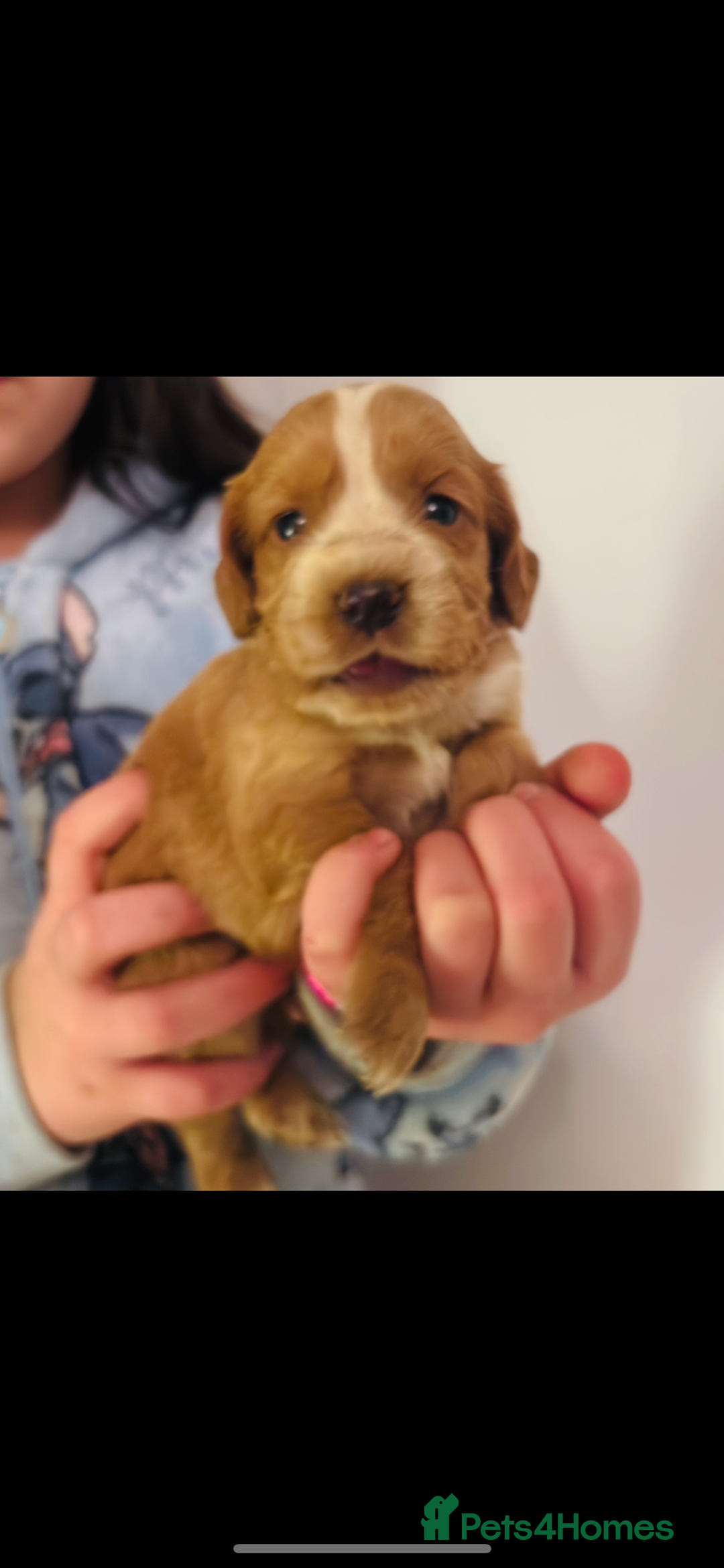 Cocker Spaniel dogs for sale: 1 boy available kc cocker spaniel  - Advert 4