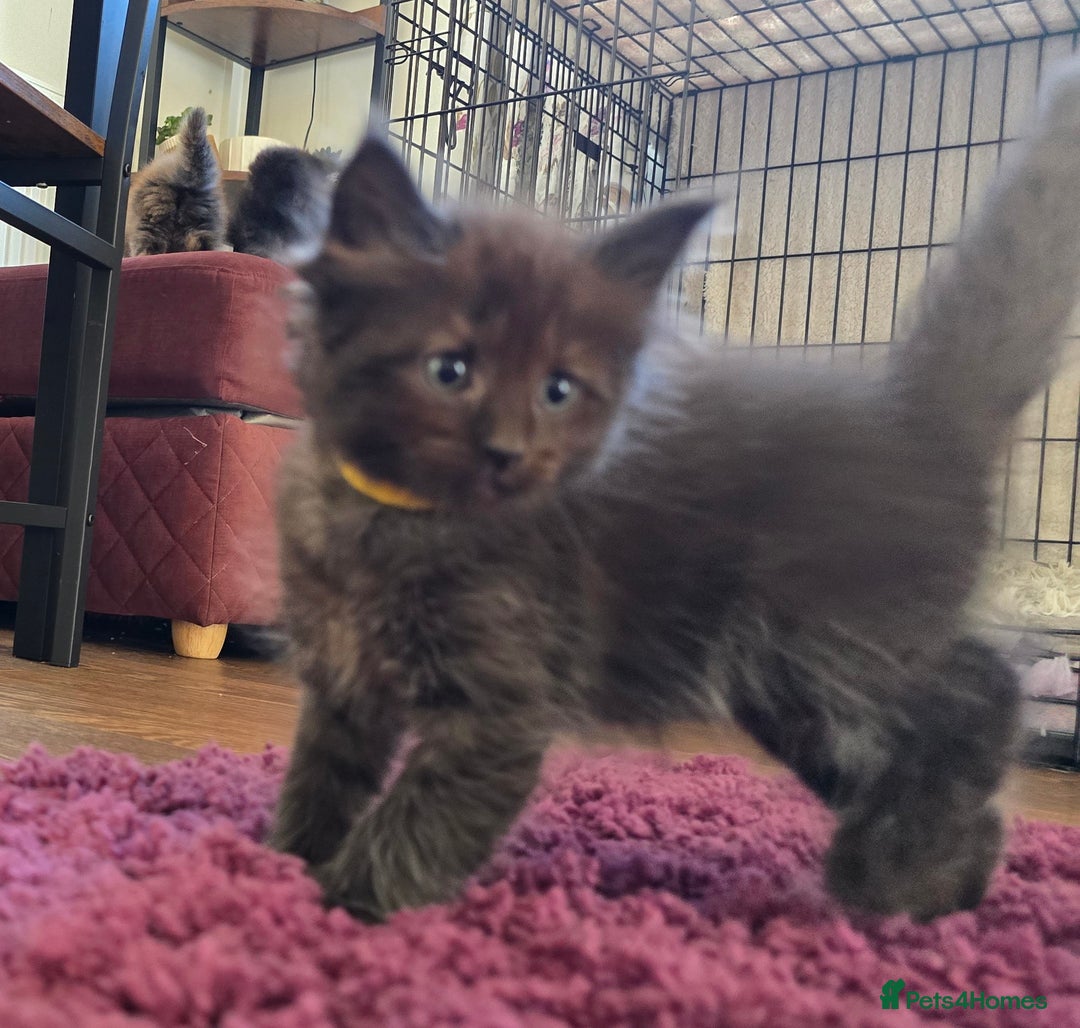 Maine Coon cats for sale: Stunning Maine Coon X  - Image 9
