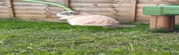 Ragdoll cats for sale: Beautiful Ragdoll Cat Vaccinated & Microchipped  in Leyland - Advert 12
