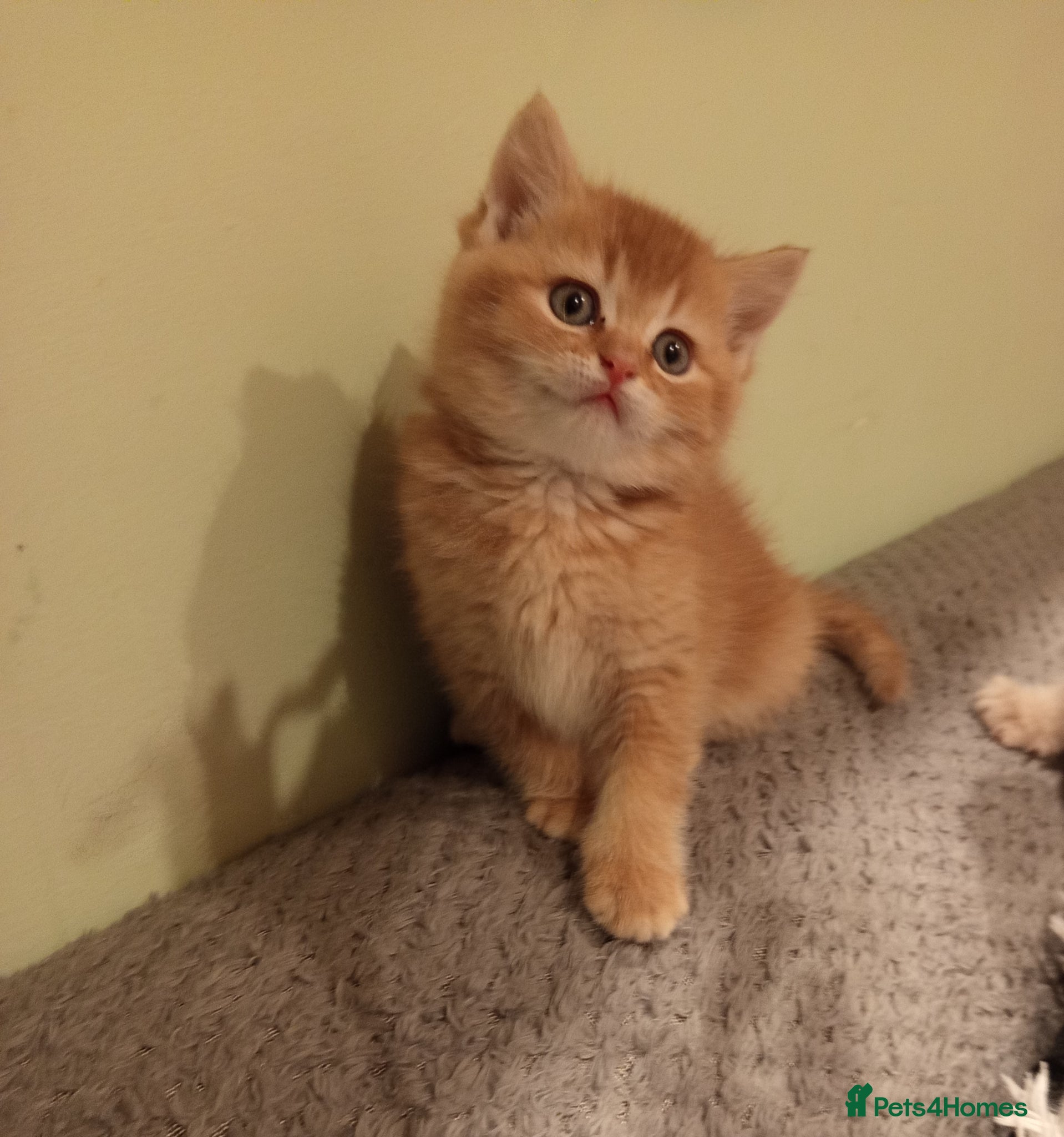 Scottish Fold cats One boy and 3 girls Scottish fold and straight  - Advert 16