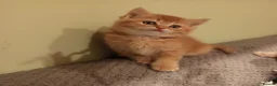 Scottish Fold cats for sale: One boy and 3 girls Scottish fold and straight  - Advert 7