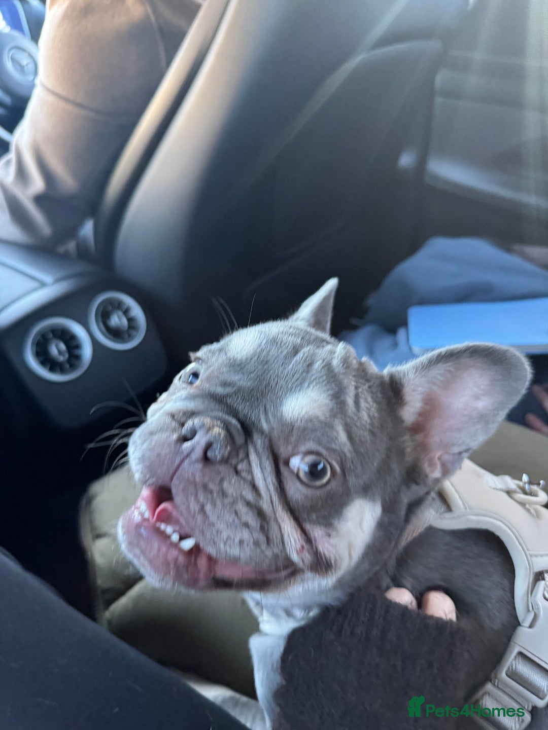French Bulldog dogs for sale: KC Registered Female French Bull Dog - Advert 3