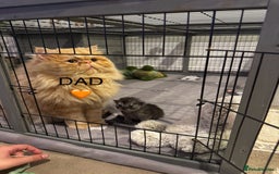 Persian cats for sale: Persian kittens - Image 15